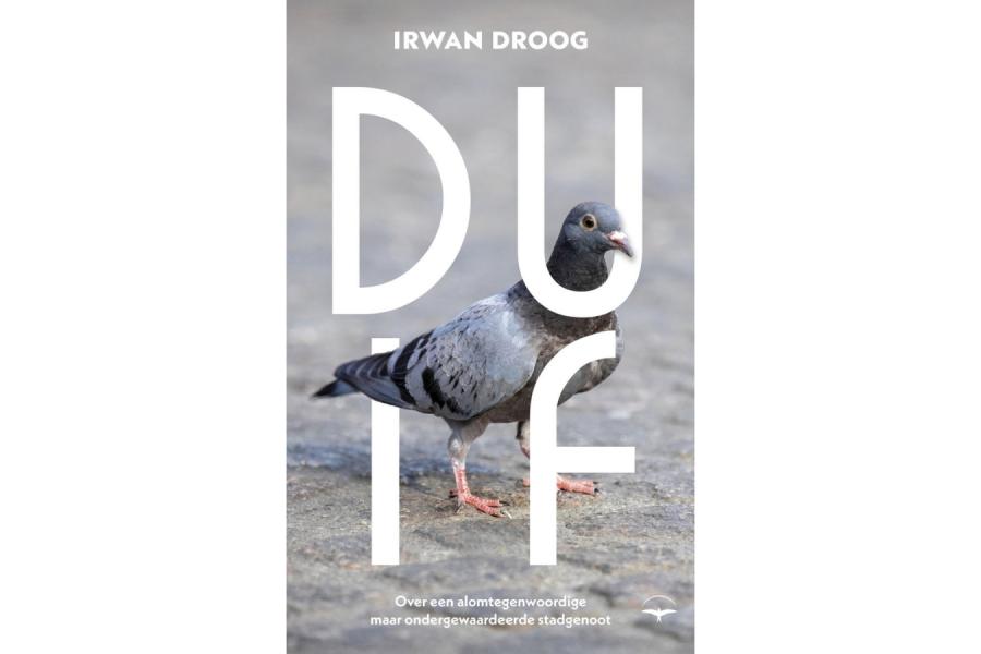 Duif